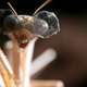 Image for article titled A Praying Mantis Wearing Tiny 3D Glasses for "Scientific Research"